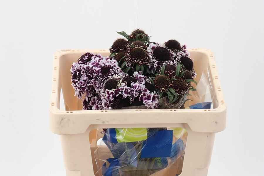 Срезанные цветы оптом Scabiosa focal scoop purple lace от 50шт из Голландии с доставкой по России
