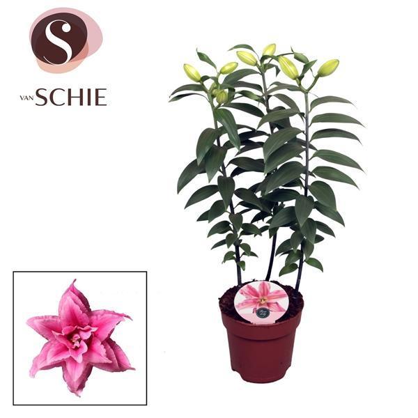Горшечные цветы и растения оптом Lilium Or Roselily Pink 3pp от 6шт из Голландии с доставкой по России