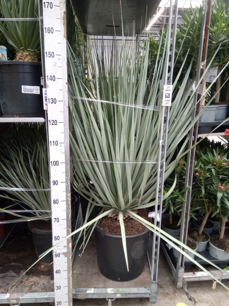 Горшечные цветы и растения оптом Palms   ... от 1шт из Голландии с доставкой по России