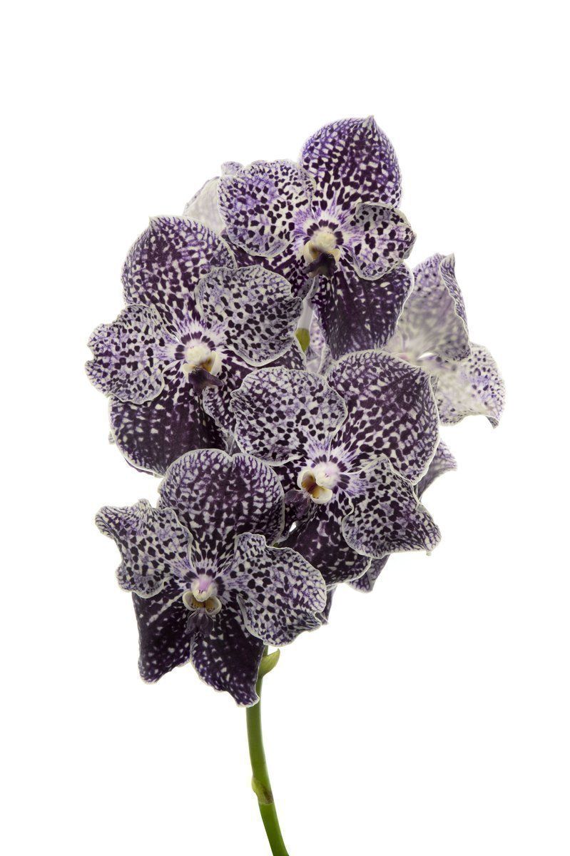 Срезанные цветы оптом Vanda violet spot от 16шт из Голландии с доставкой по России