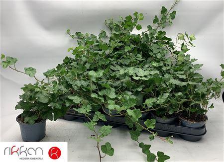 Горшечные цветы и растения оптом Hedera Wonder от 18шт (для телеги) из Голландии с доставкой по России