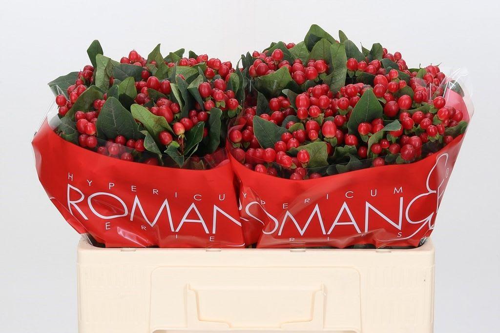 Срезанные цветы оптом Hypericum true romance от 100шт из Голландии с доставкой по России