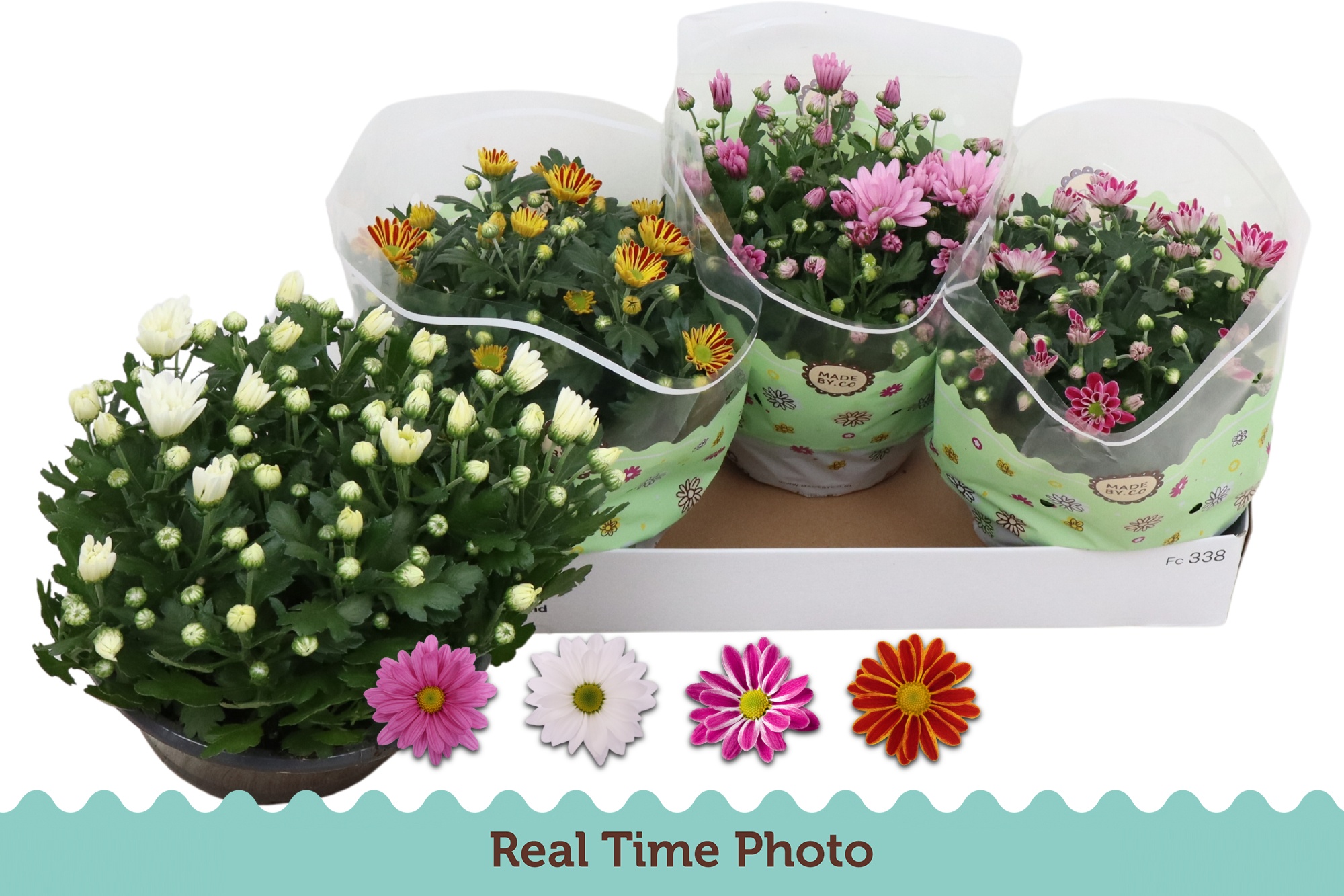 Горшечные цветы и растения оптом Chrys Gem 4 Kl от 3шт из Голландии с доставкой по России