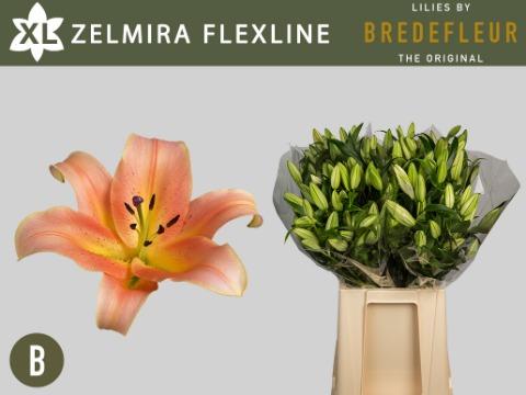 Срезанные цветы оптом Lilium or zelmira A2 от 40шт из Голландии с доставкой по России