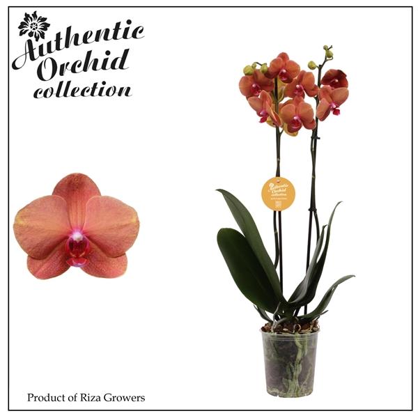 Горшечные цветы и растения оптом Phalaenopsis Surf Song 2 Spike - 12cm | Authentic от 10шт из Голландии с доставкой по России