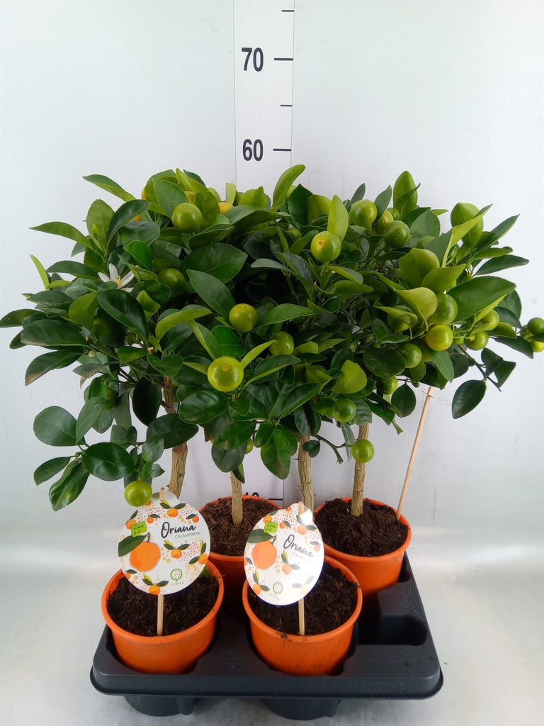 Горшечные цветы и растения оптом Citrofortunella Mic. от 4шт (для телеги) из Голландии с доставкой по России