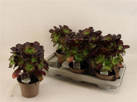 Горшечные цветы и растения оптом Aeon Arbor от 6шт из Голландии с доставкой по России