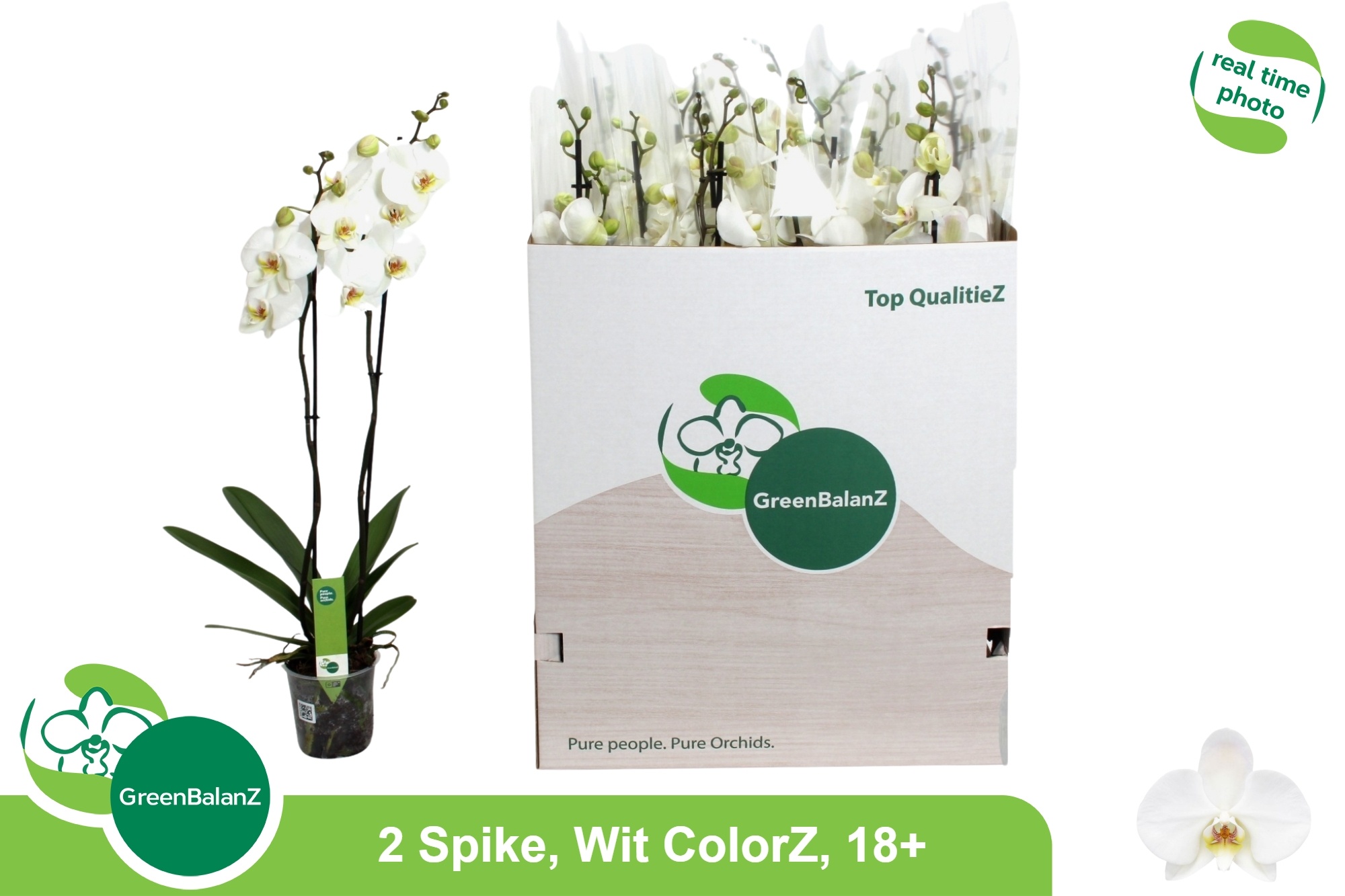 Горшечные цветы и растения оптом Phal Ov Wit от 12шт из Голландии с доставкой по России