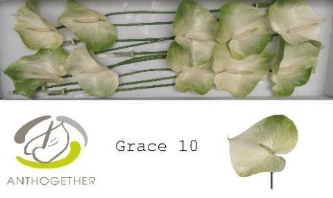 Срезанные цветы оптом Anthurium grace от 10шт из Голландии с доставкой по России