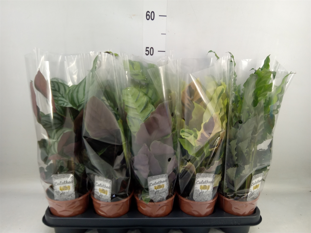 Горшечные цветы и растения оптом Calathea   ...mix 4 от 10шт из Голландии с доставкой по России
