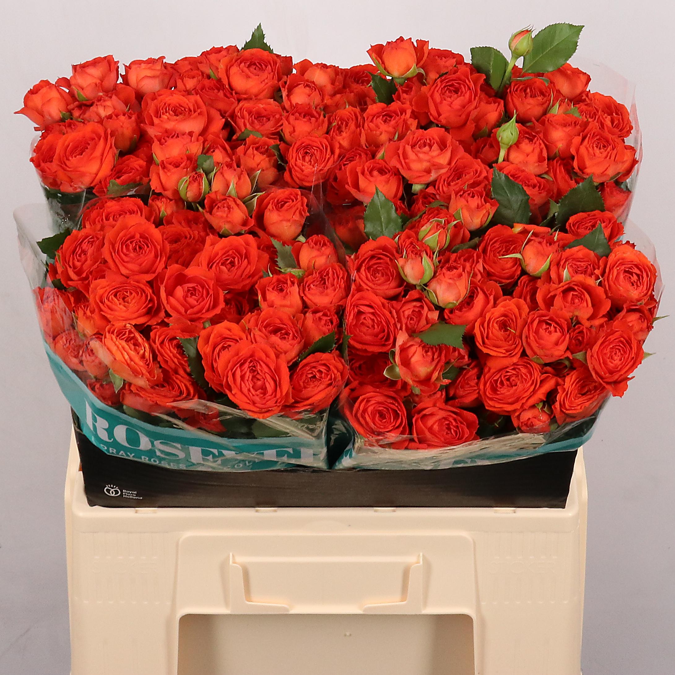 Срезанные цветы оптом Rosa spray summer от 30шт из Голландии с доставкой по России