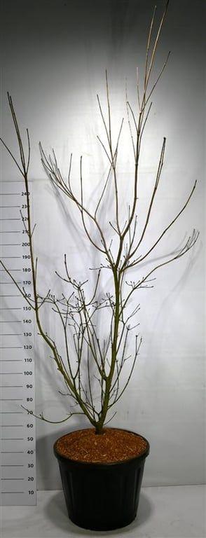 Горшечные цветы и растения оптом Cornus Venus от 1шт из Голландии с доставкой по России