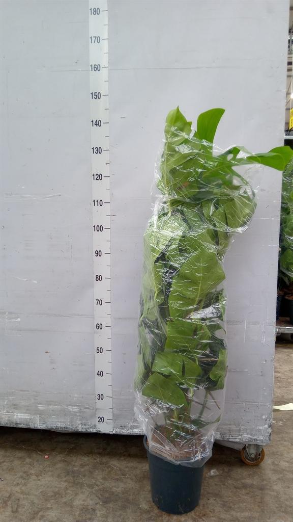 Горшечные цветы и растения оптом Monstera Pertusum от 1шт из Голландии с доставкой по России