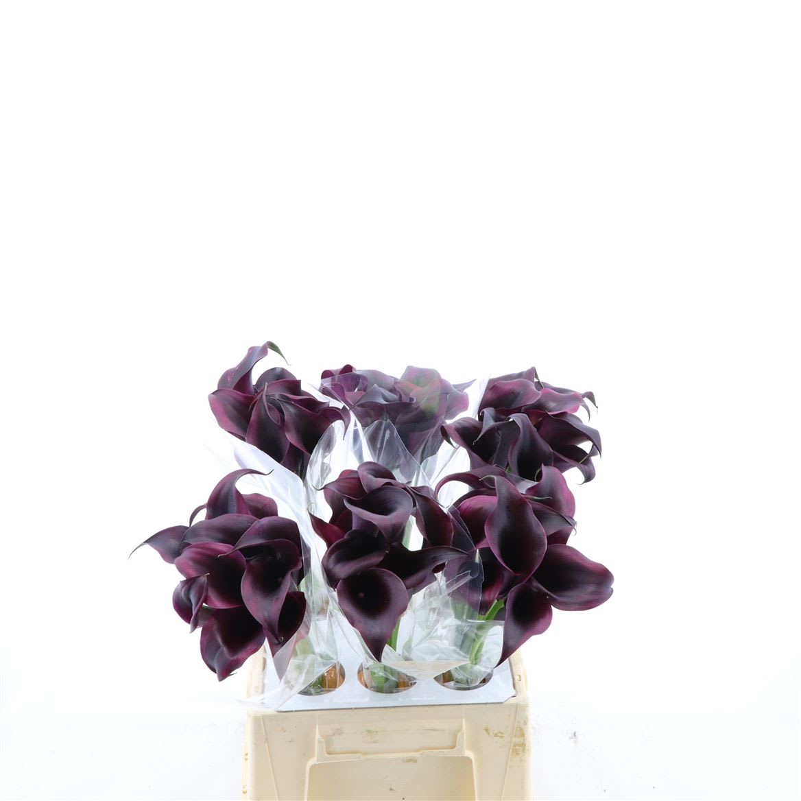 Срезанные цветы оптом Zantedeschia odessa от 60шт из Голландии с доставкой по России