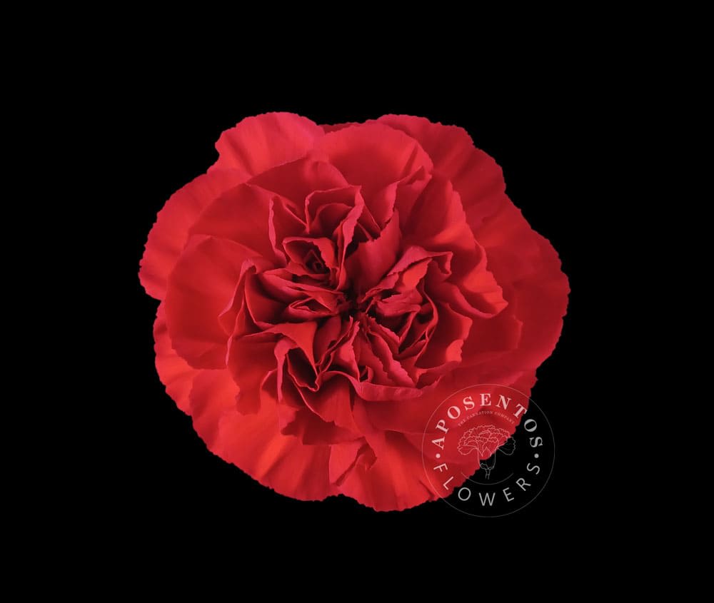 Срезанные цветы оптом Dianthus st red от 80шт из Голландии с доставкой по России Срезанные цветы оптом Dianthus st red от 80шт из Голландии с доставкой по России