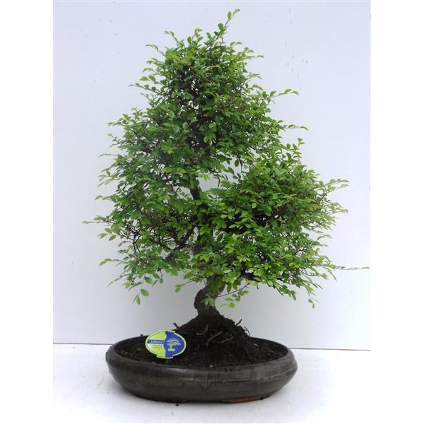 Горшечные цветы и растения оптом Bonsai Zelkova Parvifolia S-shape Without Drip Tra от 1шт из Голландии с доставкой по России