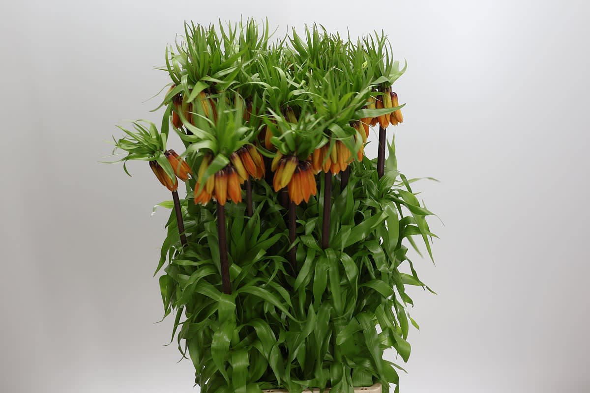 Срезанные цветы оптом Fritillaria orange beauty от 25шт. из Голландии с доставкой по России