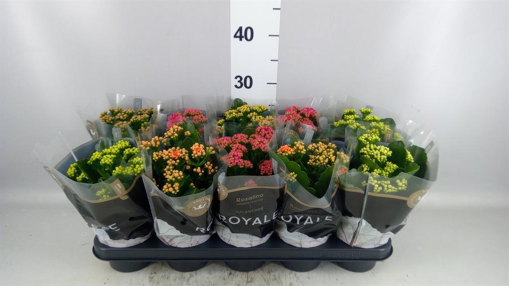 Горшечные цветы и растения оптом Kalanchoe Blos. royaldon ..mix от 10шт из Голландии с доставкой по России