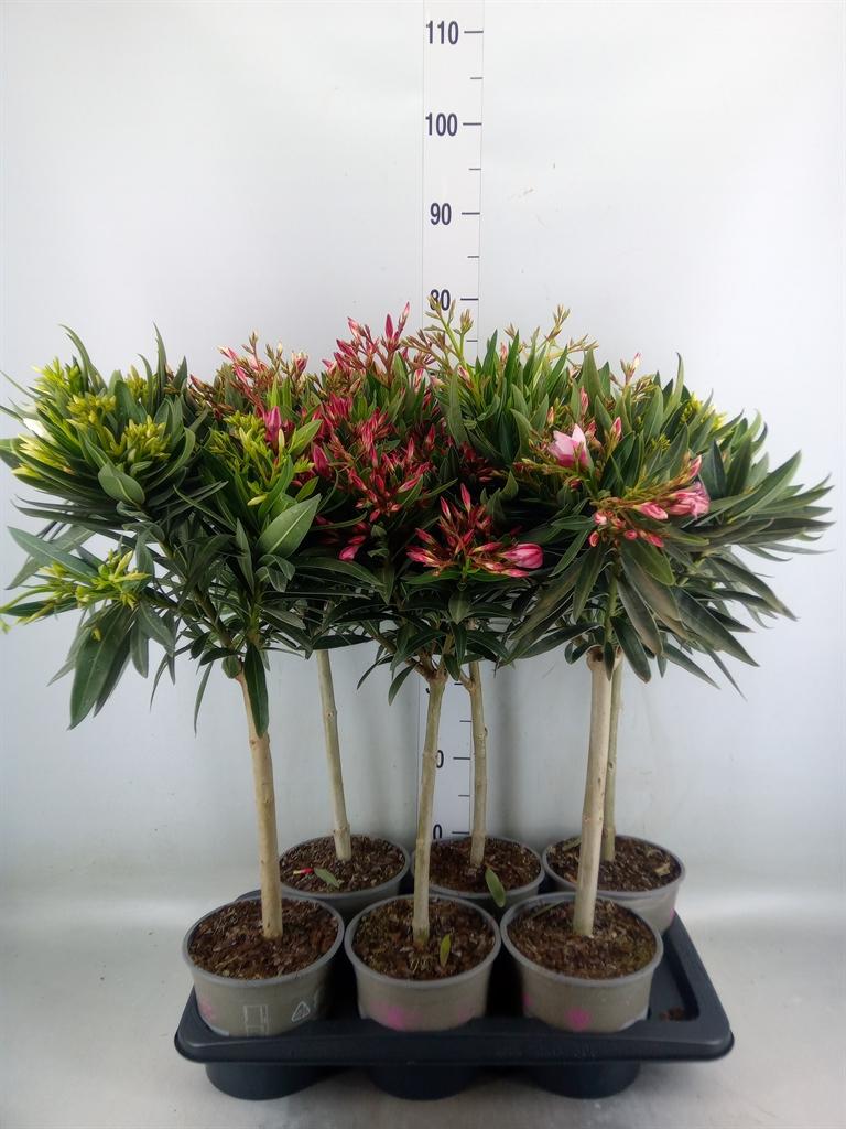 Горшечные цветы и растения оптом Nerium Oleander от 6шт из Голландии с доставкой по России