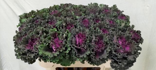 Срезанные цветы оптом Brassica crane ruffle red от 20шт из Голландии с доставкой по России