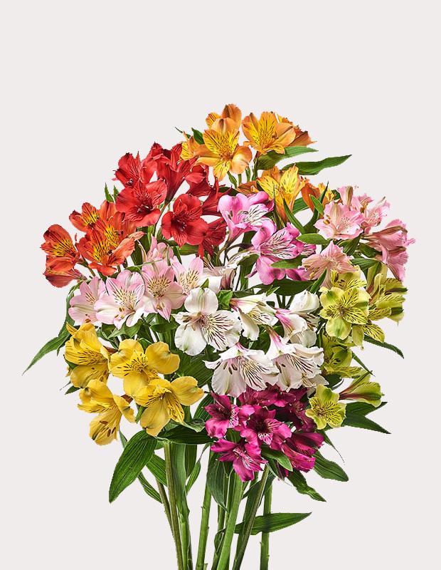 Срезанные цветы оптом Alstroemeria mix premium от 160шт из Голландии с доставкой по России