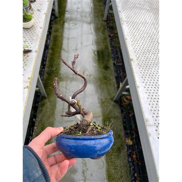 Горшечные цветы и растения оптом Bonsai Ficus Carica, от 3шт из Голландии с доставкой по России