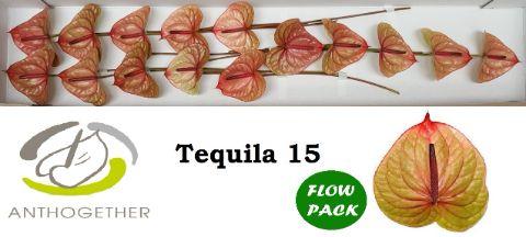 Срезанные цветы оптом Anthurium tequila от 15шт из Голландии с доставкой по России