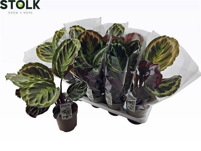 Горшечные цветы и растения оптом Calat Medallion от 8шт из Голландии с доставкой по России