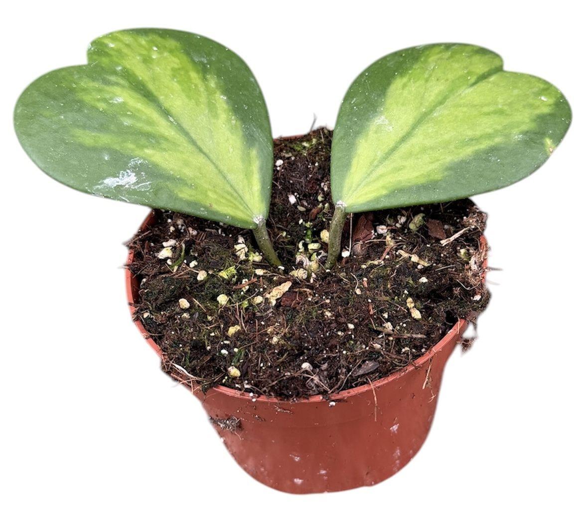Горшечные цветы и растения оптом Hoya Kerrii Inner Variegated от 1шт из Голландии с доставкой по России