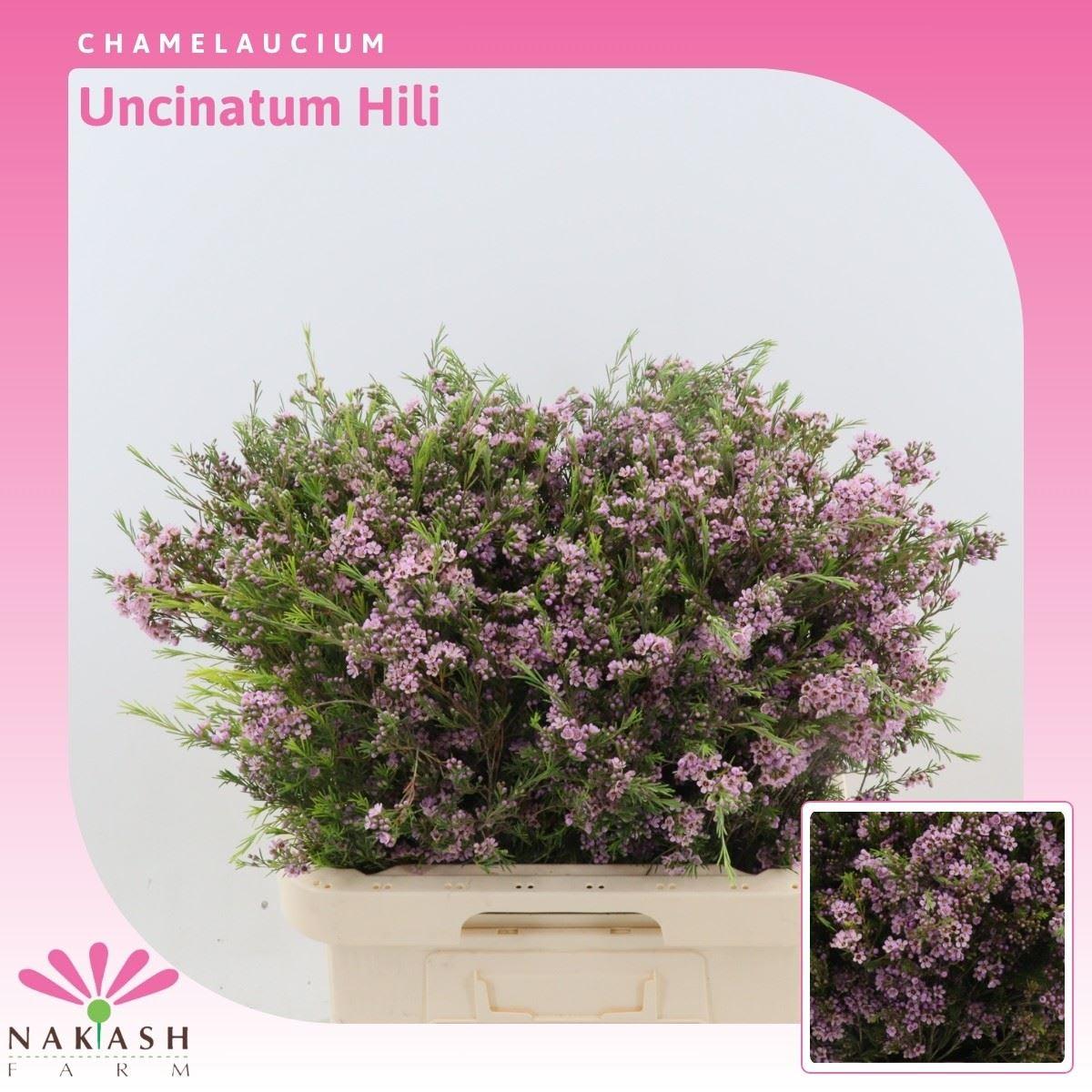 Срезанные цветы оптом Chamelaucium uncinatum hili от 75шт из Голландии с доставкой по России