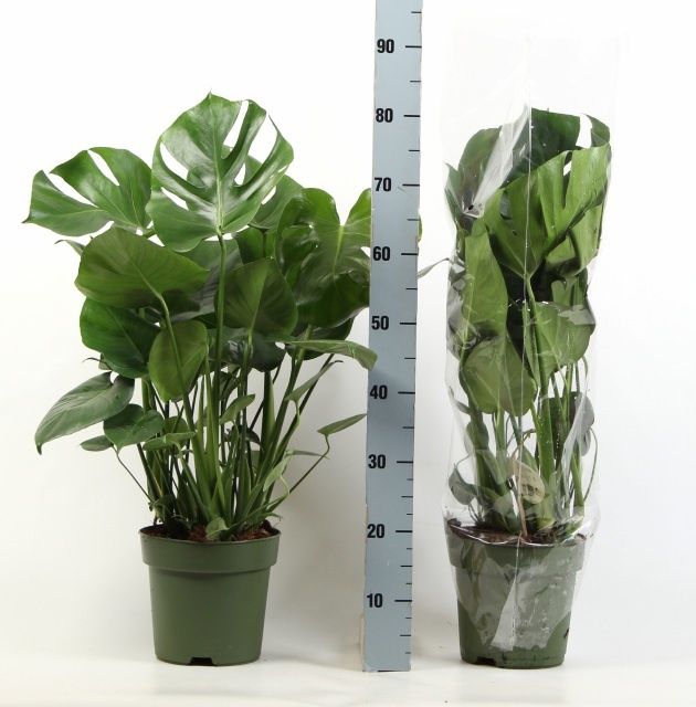 Горшечные цветы и растения оптом Monstera Deliciosa от 1шт из Голландии с доставкой по России