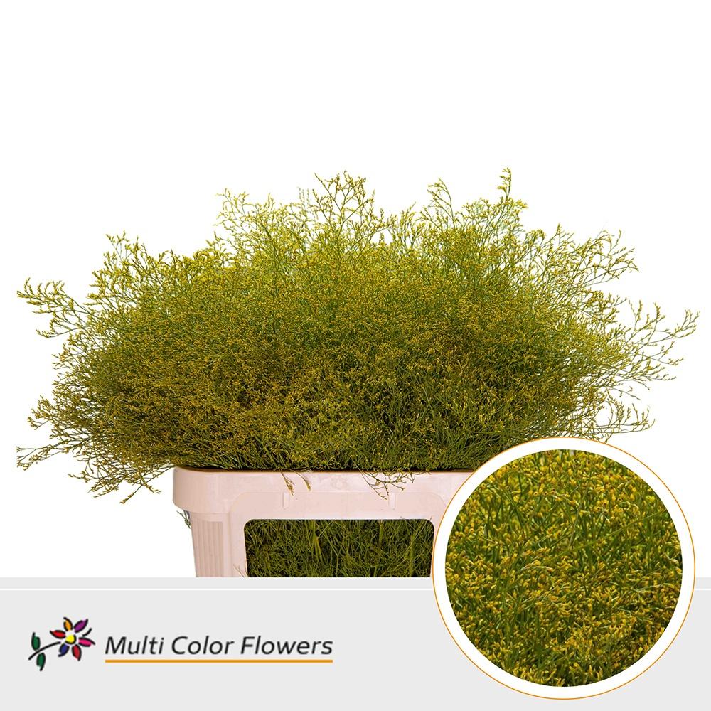 Срезанные цветы оптом Limonium beltlaard paint yellow от 25шт из Голландии с доставкой по России