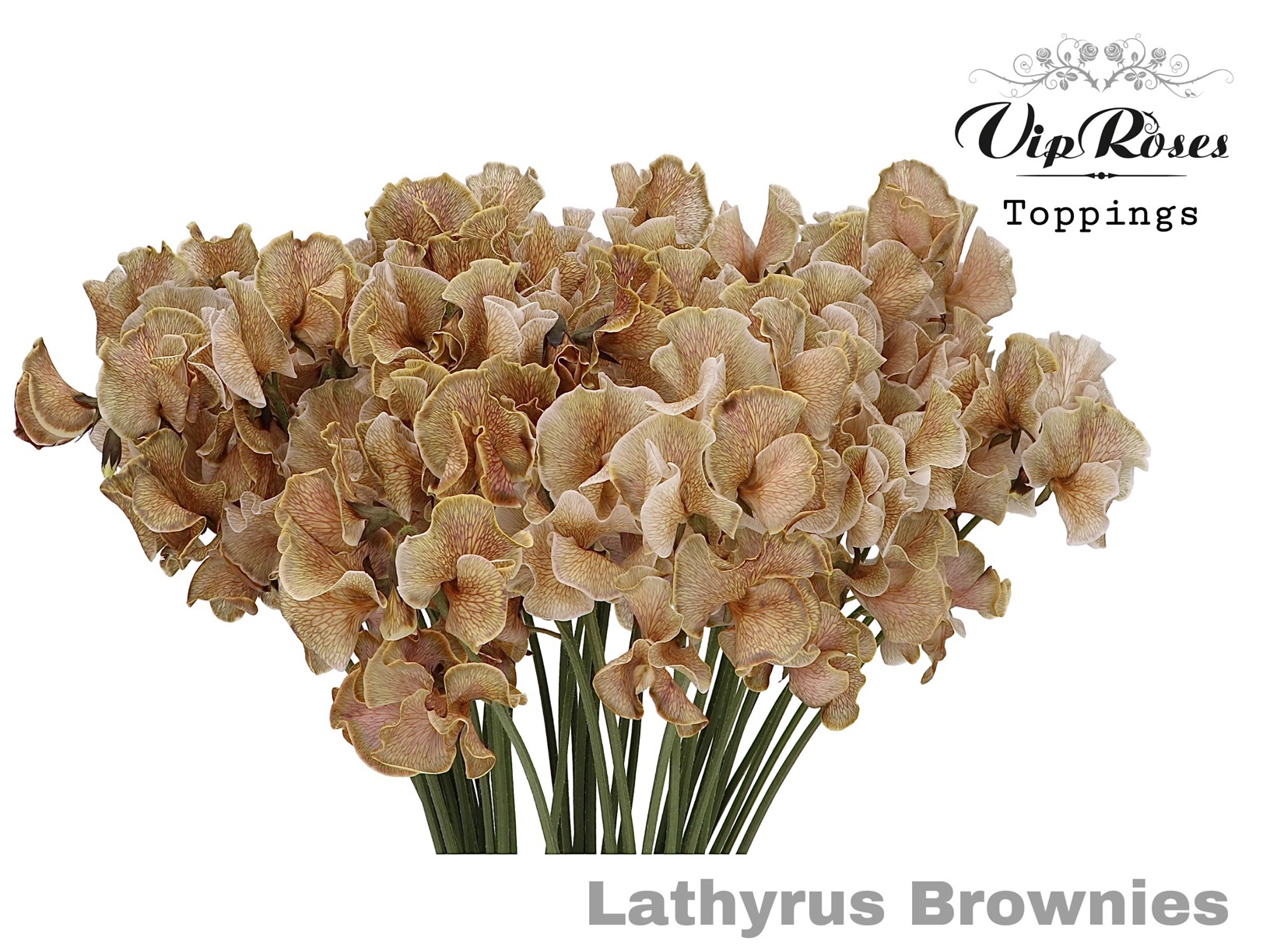 Срезанные цветы оптом Lathyrus paint brownies от 50шт из Голландии с доставкой по России