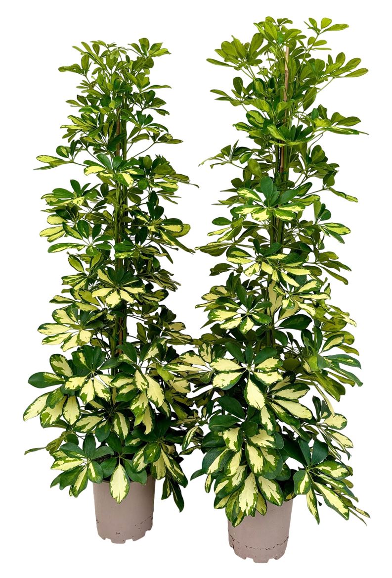 Горшечные цветы и растения оптом Schefflera Dalton от 1шт из Голландии с доставкой по России