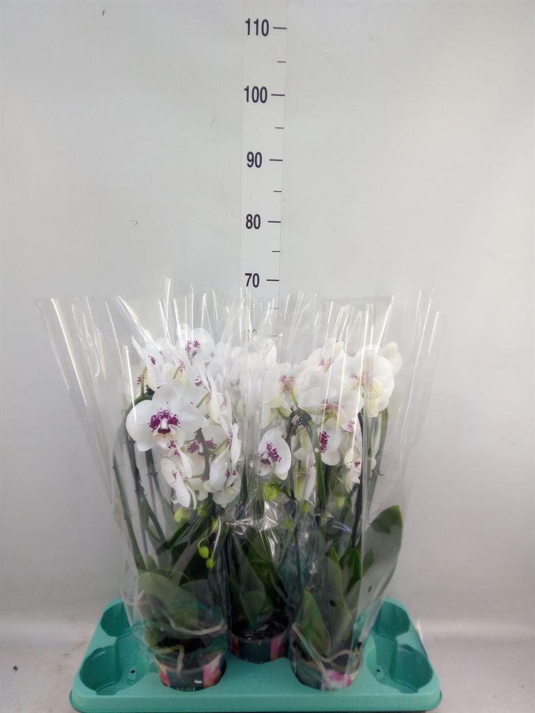 Горшечные цветы и растения оптом Phalaenopsis   ... от 5шт из Голландии с доставкой по России