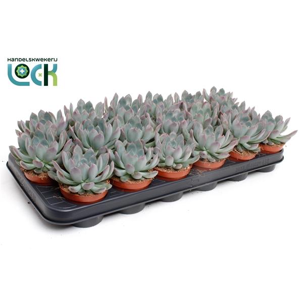Горшечные цветы и растения оптом Echeveria Pulidonis от 18шт (для телеги) из Голландии с доставкой по России