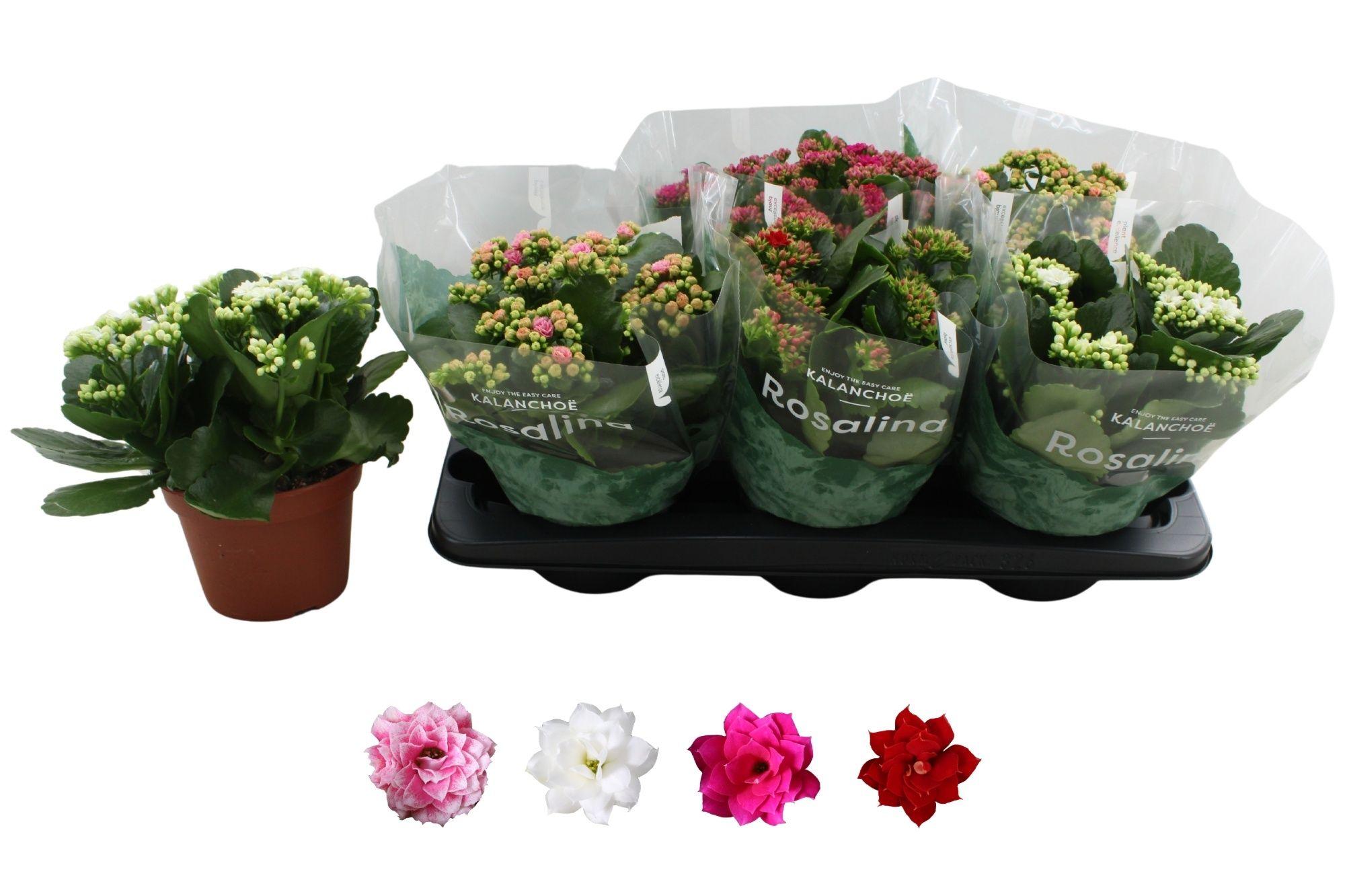 Горшечные цветы и растения оптом Kal Ge Ro Gem 4 Kl от 6шт из Голландии с доставкой по России