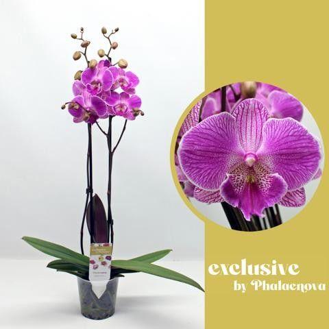 Горшечные цветы и растения оптом Phal 2st Royal Smile 16+ (phalaenova) от 10шт из Голландии с доставкой по России