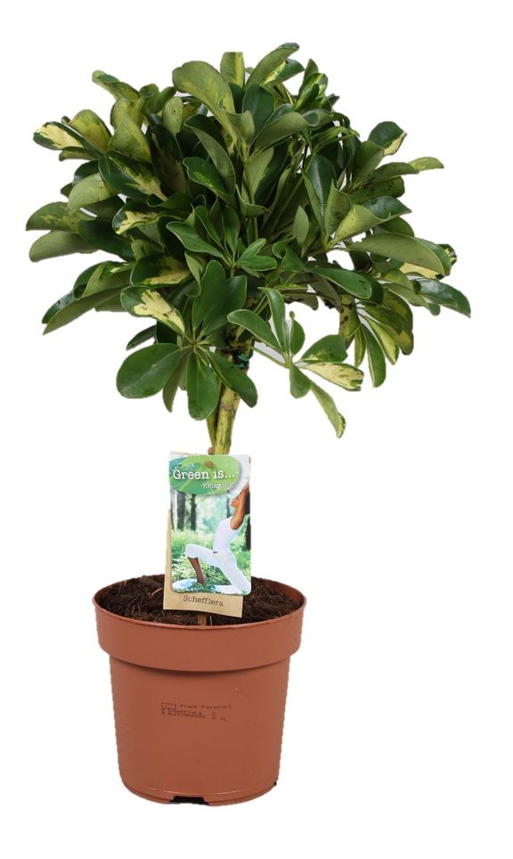 Горшечные цветы и растения оптом Schefflera Gold Capella Twisted Stem от 1шт из Голландии с доставкой по России