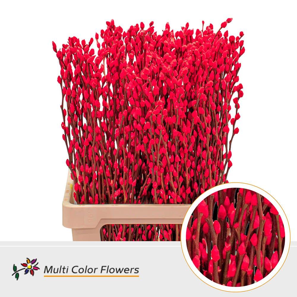 Срезанные цветы оптом Salix paint pussy willow red A от 200шт из Голландии с доставкой по России