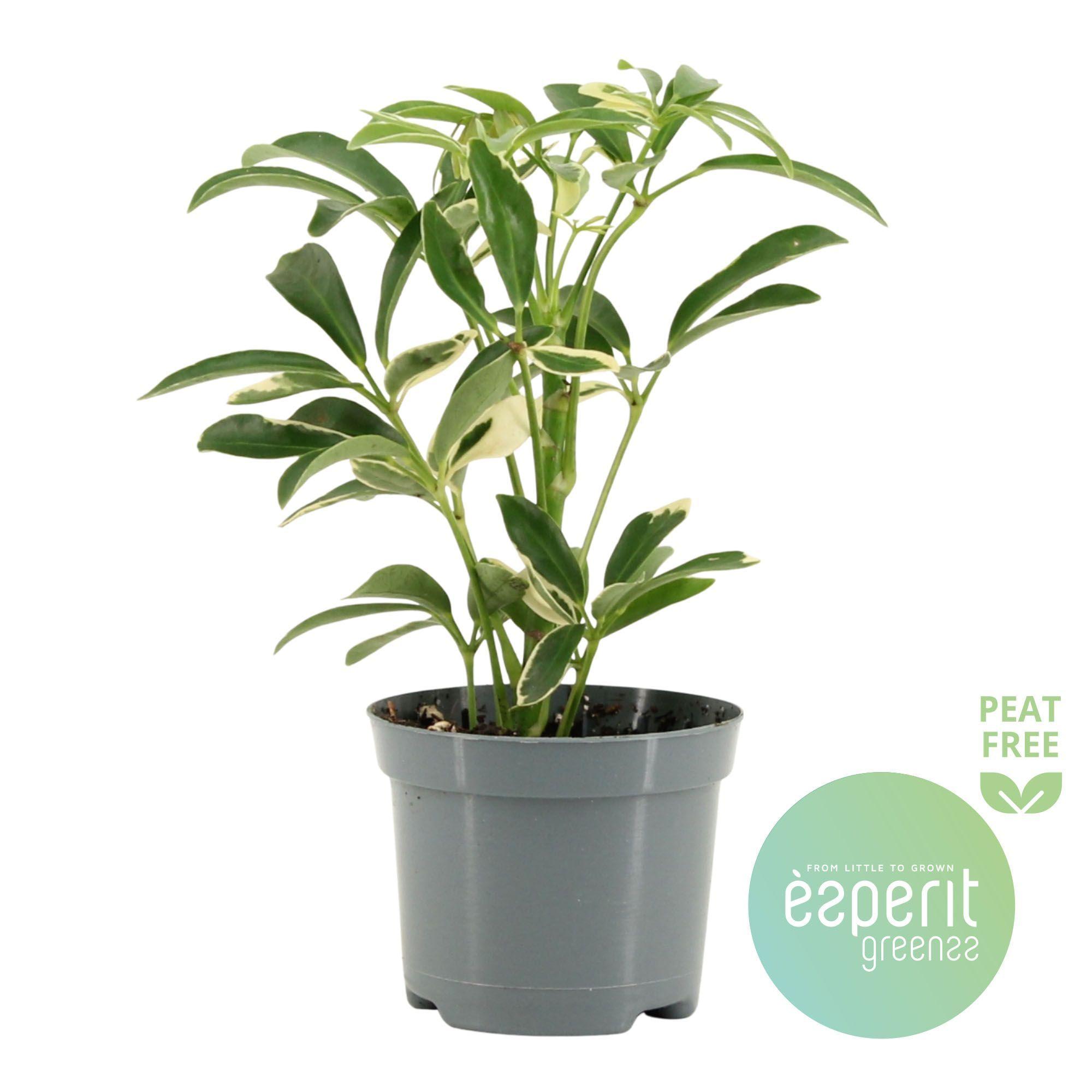 Горшечные цветы и растения оптом Schefflera Moondrop от 21шт (для телеги) из Голландии с доставкой по России