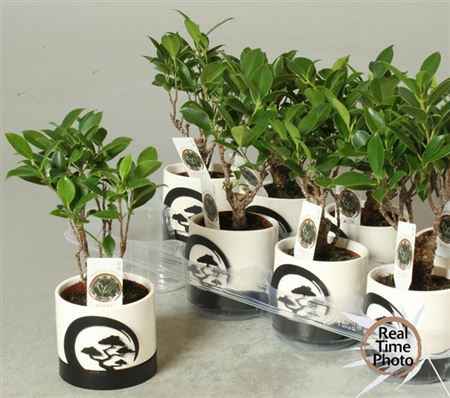 Горшечные цветы и растения оптом Bonsai Ficus Decopot от 8шт из Голландии с доставкой по России