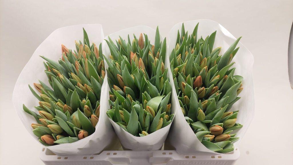 Срезанные цветы оптом Tulipa si prinses catharina-amalia от 150шт из Голландии с доставкой по России