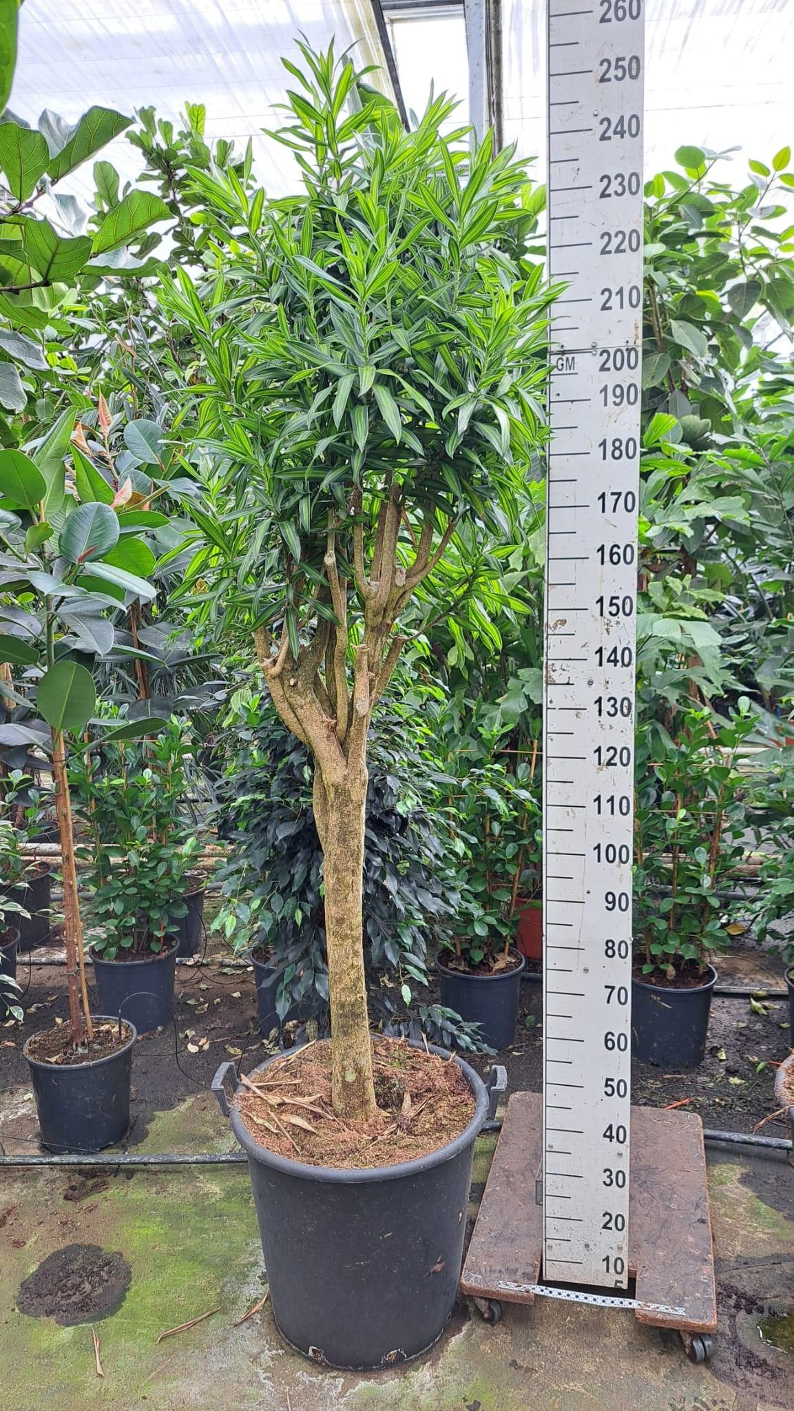 Горшечные цветы и растения оптом Dracaena Reflexa Song Of Jamaica Stam от 1шт из Голландии с доставкой по России