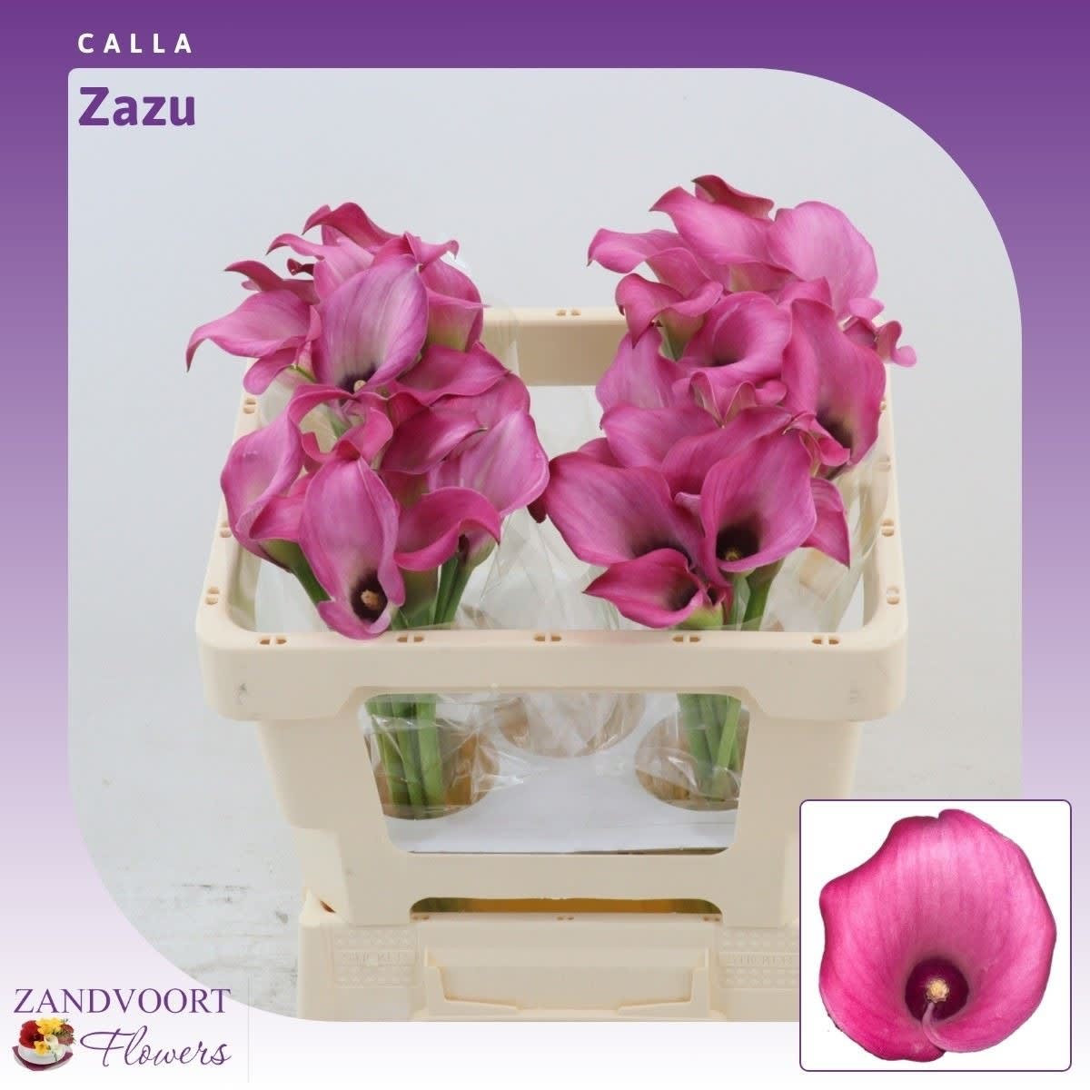 Срезанные цветы оптом Zantedeschia zazu от 40шт из Голландии с доставкой по России