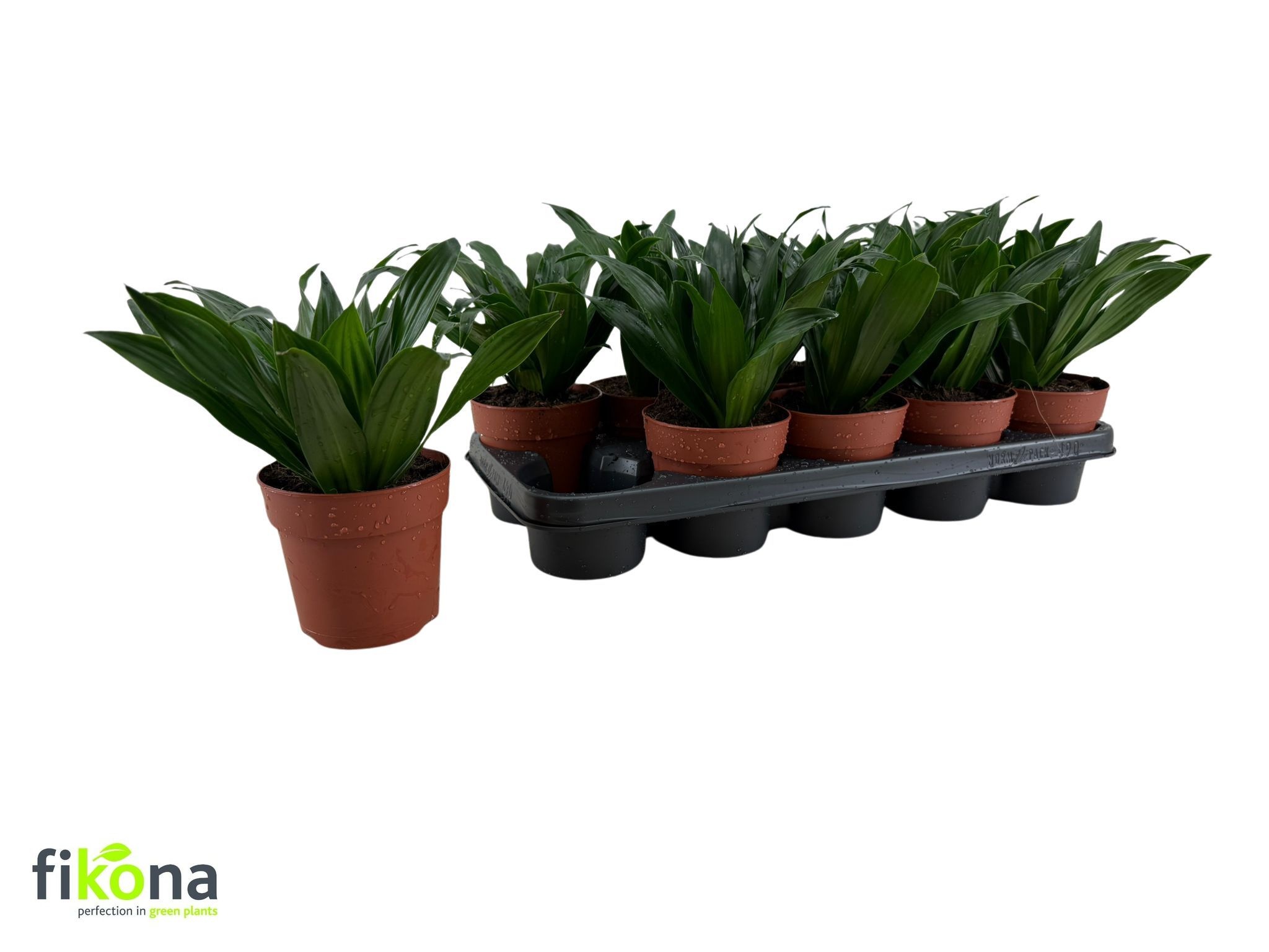 Горшечные цветы и растения оптом Dra Comp Compacta от 10шт из Голландии с доставкой по России