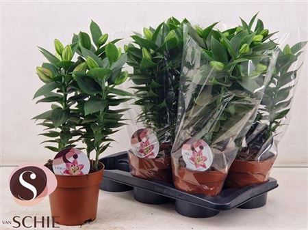 Горшечные цветы и растения оптом Lil Or Souvenir 3 Pp от 6шт из Голландии с доставкой по России