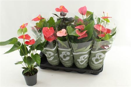 Горшечные цветы и растения оптом Anthu An Gem 4 Kl 3-4+ от 9шт из Голландии с доставкой по России