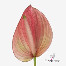 Срезанные цветы оптом Anthurium marea от 24шт из Голландии с доставкой по России