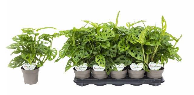 Горшечные цветы и растения оптом Monstera Adansonii от 10шт из Голландии с доставкой по России Горшечные цветы и растения оптом Monstera Adansonii от 10шт из Голландии с доставкой по России